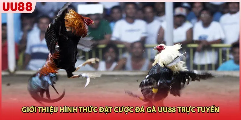 Giới thiệu hình thức đặt cược Đá Gà UU88 trực tuyến